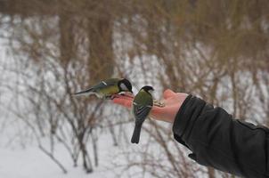 Cincia su mano nel inverno nel il parco foto