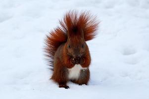 rosso scoiattolo su bianca neve nel inverno parco foto