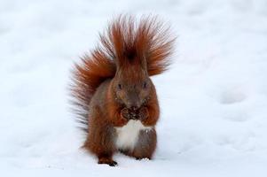 rosso scoiattolo su bianca neve nel inverno parco foto