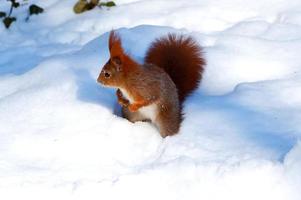 rosso scoiattolo su bianca neve nel inverno parco foto