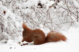 rosso scoiattolo su bianca neve nel inverno parco foto