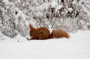 rosso scoiattolo su bianca neve nel inverno parco foto