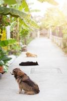 Marrone cane seduta su il calcestruzzo pavimento nel giardino foto