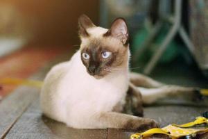 siamese gatto godere e seduta su di legno pavimento con naturale luce del sole foto