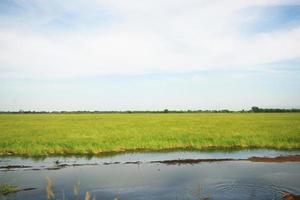 bellissimo paesaggio di fresco verde riso i campi e piantagioni vicino canale nel Tailandia foto