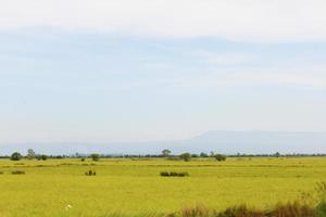 bellissimo naturale paesaggio di riso azienda agricola. e coltivazione agricoltura campo nel Tailandia foto