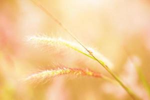 morbido messa a fuoco bellissimo erba fiori nel naturale luce del sole sfondo foto