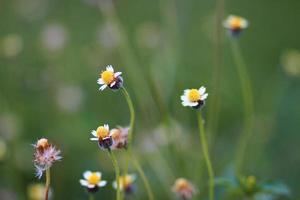 bellissimo selvaggio camomilla erba fiori nel il prato con naturale luce del sole. foto