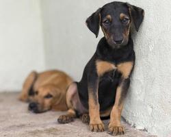 simpatici cani da salvataggio in rifugio in attesa di essere adottati foto