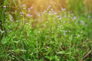 bellissimo selvaggio viola erba fiori nel il prato con luce del sole. erbaccia di caprone, pulcino erba o agerato conizoide è erba impianti foto