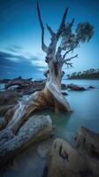 un' asciutto albero nel Australia paesaggio fotografia generativo ai foto
