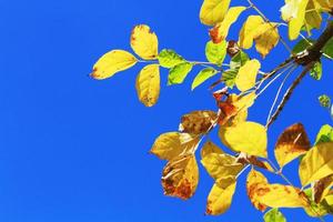 bellissimo luminosa verde le foglie ramo con blu cielo e luce del sole nel estate stagione foto
