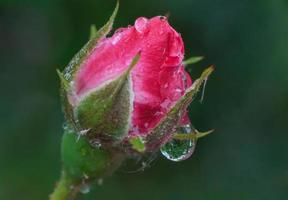 pioggia far cadere su rosa rosa fiorire foto