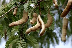 tamarindus indica frutta. foto