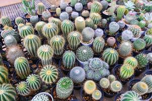 cactus giardino , cactus pentola decorare nel il giardino, bellissimo cactus azienda agricola e succulento impianti giardino nel serra foto