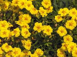 fiori gialli di helianthemum