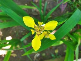 giallo orchidea fioritura fiori foto