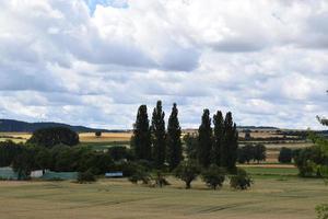 i campi con alberi nel estate foto