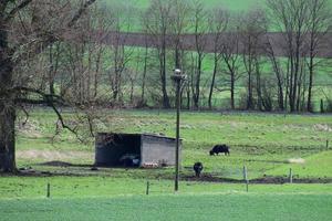 cicogna nido sopra il bufalo mandria foto