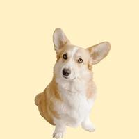 cane con giallo sfondo foto