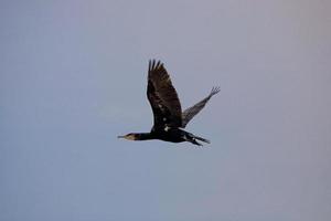 nero cormorano uccello nel volo su un' sfondo di il blu senza nuvole cielo foto