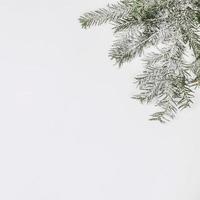 ramo di un albero di abete coperto di neve foto