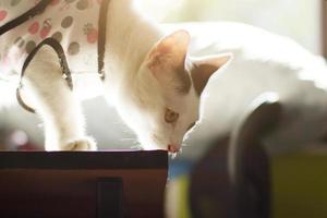 bianca gatto godere e in piedi su il tavolo con bellissimo luce del sole. foto