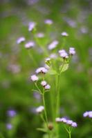 bellissimo selvaggio viola erba fiori nel il prato con luce del sole. erbaccia di caprone, pulcino erba o agerato conizoide è erba impianti foto