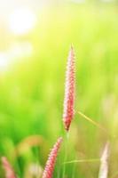 morbido messa a fuoco bellissimo erba fiori nel naturale luce del sole sfondo foto