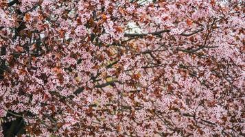 un' albero con rosa fiori nel il primavera foto