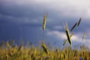 un primo piano di alcune spighe verdi in un campo di grano che matura prima del raccolto in una giornata di sole. spighe di grano mature. spighe fresche e succose di giovane grano verde in primavera. campo di grano verde. messa a fuoco selettiva foto