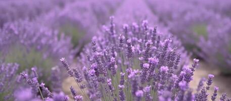 viola lavanda campo fiori paesaggio generativo ai foto