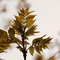 foglie di albero verde-giallo nella stagione primaverile foto