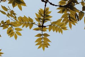 foglie di albero verde-giallo nella stagione primaverile foto