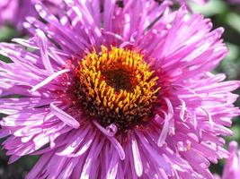 primo piano dell'aster viola foto