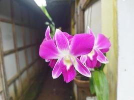 dendrobium orchidea fioritura foto