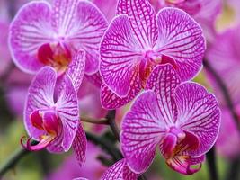 graziosi fiori di orchidea rosa foto