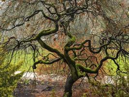 mossy acer tree con rami contorti