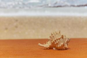 una conchiglia al sole con mare sfocato sullo sfondo. foto