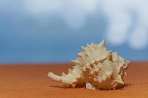 una conchiglia al sole con mare sfocato sullo sfondo. foto