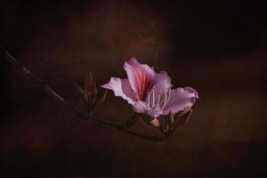 bauhinia variegata fioritura bianca e rosa albero nel il strade di il città di alicante nel primavera foto