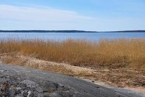 piante secche sulla costa del Mar Baltico in Finlandia in primavera. foto