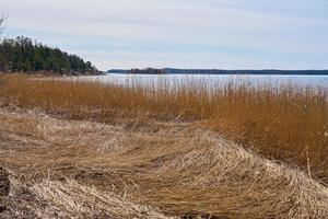 piante secche sulla costa del Mar Baltico in Finlandia in primavera. foto
