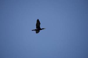 nero cormorano uccello nel volo su un' sfondo di il blu senza nuvole cielo foto