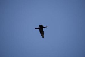 nero cormorano uccello nel volo su un' sfondo di il blu senza nuvole cielo foto