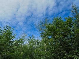 gruppo di alberi verdi e un cielo azzurro con nuvole bianche