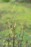 fioritura le foglie di nero ribes nel primavera foto