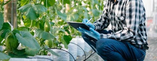 contadino donna Guardando biologico pomodori utilizzando digitale tavoletta nel serra, agricoltori Lavorando nel inteligente agricoltura foto