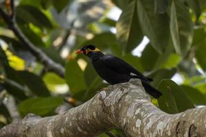 Comune collina myna o gracula religiosa osservato nel rongtong nel ovest Bengala, India foto