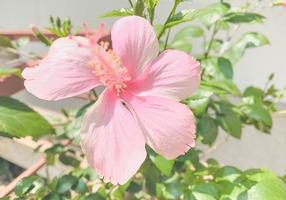 ibisco rosa fiore su giardino, isolato ibisco rosa fiore, ibisco rosa fiore per amore romanza, fa voi sentire fresco, luminosa, e si sente Buona. uso esso per rendere profumo o bellezza attività commerciale. foto